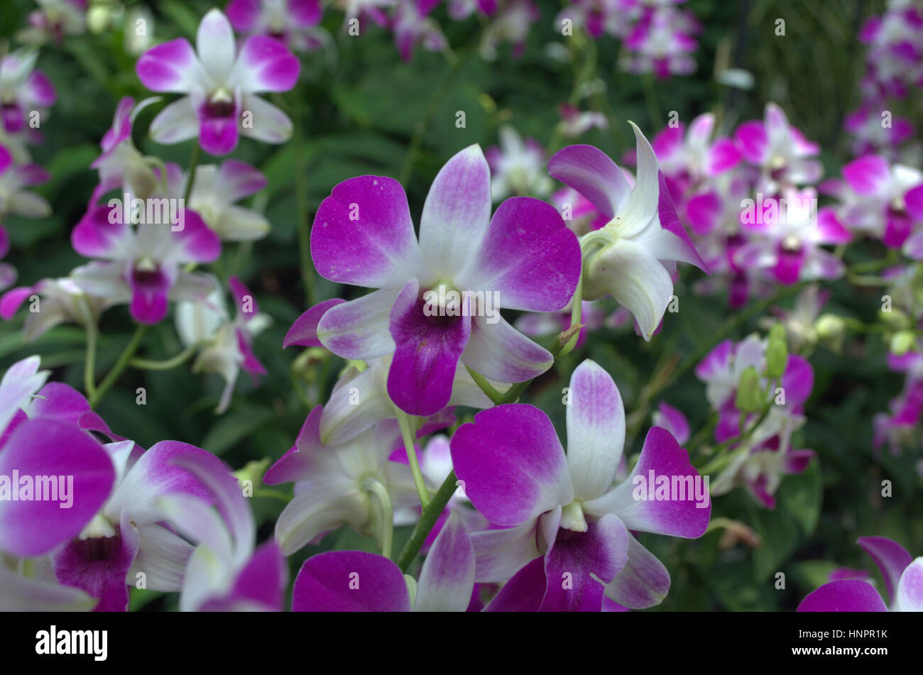 Gros plan fleurs orchidée pourpre au Jardin Botanique de Singapour Banque D'Images