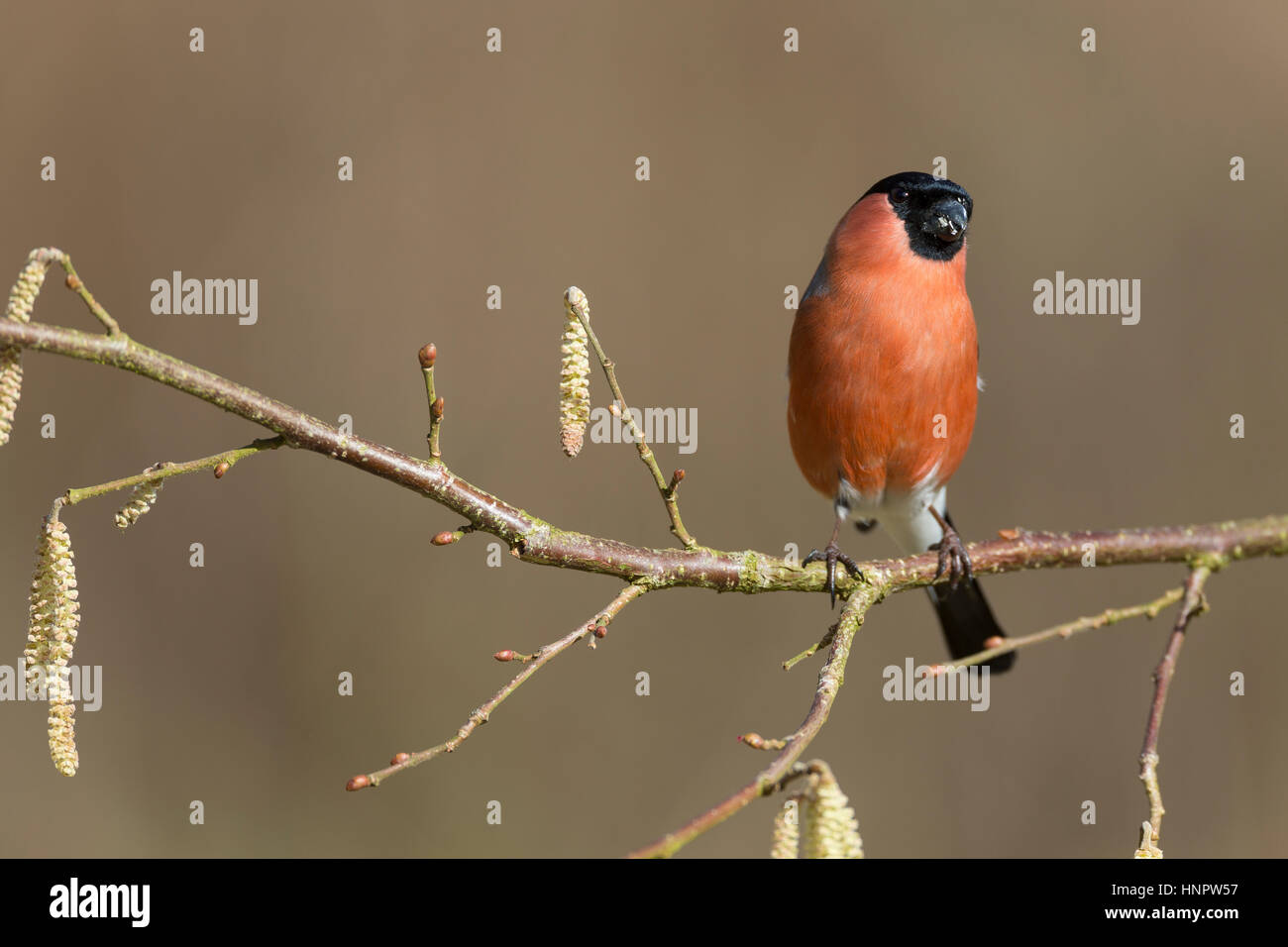 Gimpel, Dompfaff Männchen Pyrrhula pyrrhula,,, Canard colvert, homme Banque D'Images