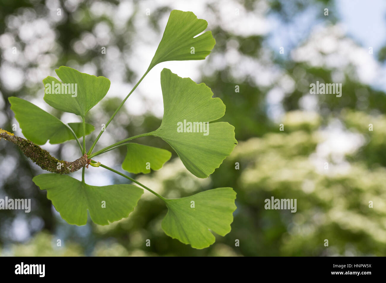 Mädchenhaarbaum Fächertanne, Ginkgo, Blatt, Blätter,, le Ginkgo biloba, arbre aux 40 écus, arbre aux quarante écus Ginkgo, Ginko, Banque D'Images