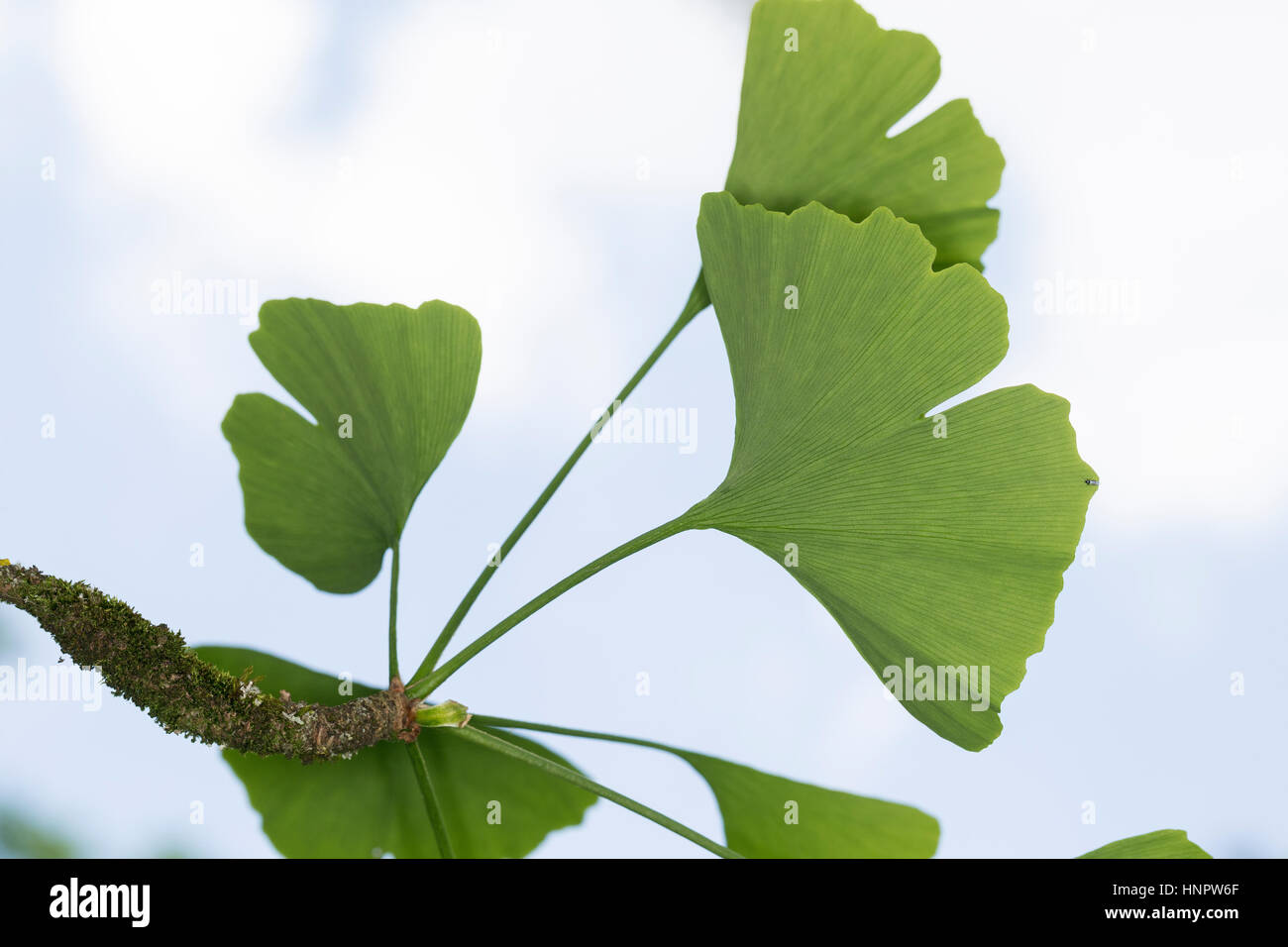 Mädchenhaarbaum Fächertanne, Ginkgo, Blatt, Blätter,, le Ginkgo biloba, arbre aux 40 écus, arbre aux quarante écus Ginkgo, Ginko, Banque D'Images