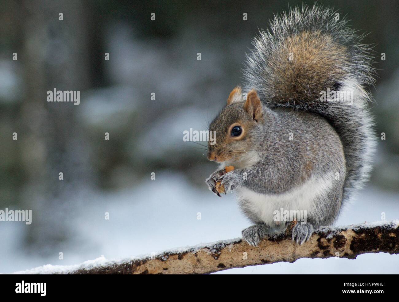 Un écureuil gris assis sur une branche en hiver manger une noix Banque D'Images
