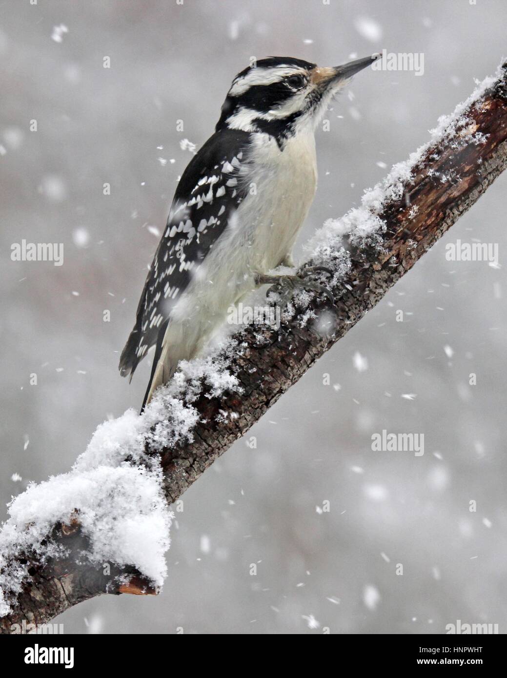 Un pic chevelu (Picoides villosus) dans une tempête de neige Banque D'Images