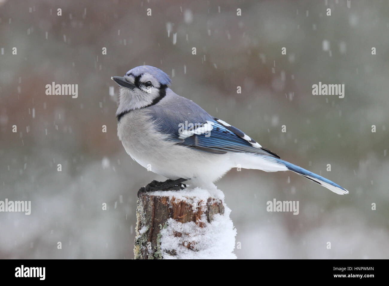 Un geai bleu (Cyanocitta cristata) se percher dans un blizzard de l'hiver. Banque D'Images