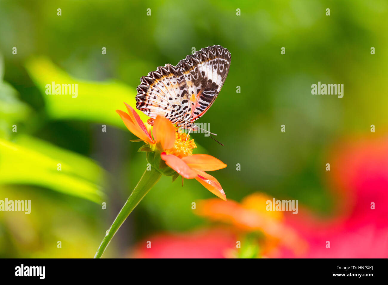 Papillon Tropical assis à fleur en Malaisie Banque D'Images