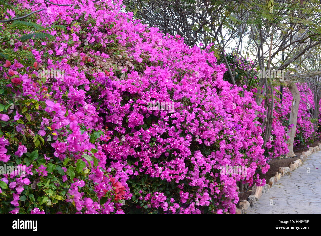 Bougainvillea est un genre de plantes grimpantes, d'arbustes ornementaux épineux, arbres et fleurs de printemps avec des feuilles près de ses fleurs. Banque D'Images