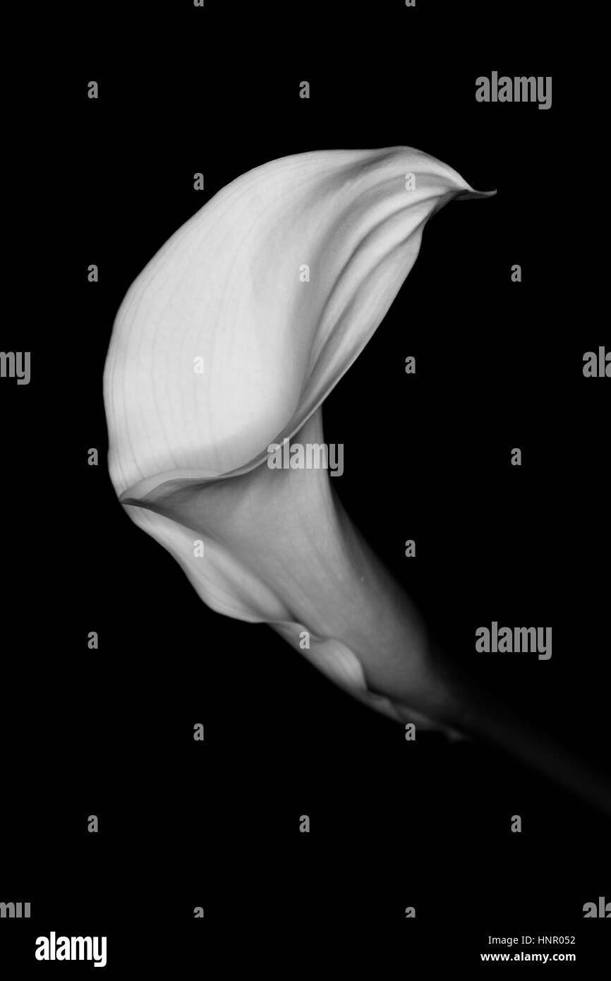 Lilly lis calla blanc, également appelé Arum Lily Banque D'Images
