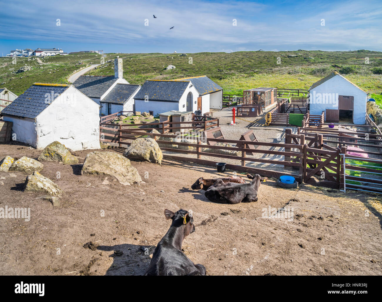 Royaume-uni, le sud-ouest de l'Angleterre, Cornwall, Greeb ferme à Land's End Banque D'Images