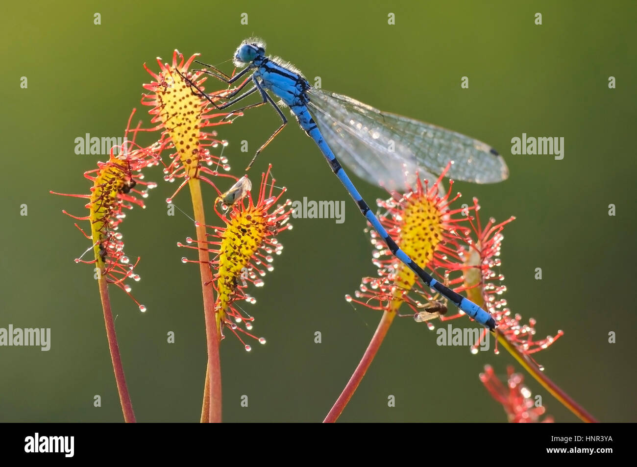 Demoiselle d'azur (Coenagrion puella) Banque D'Images