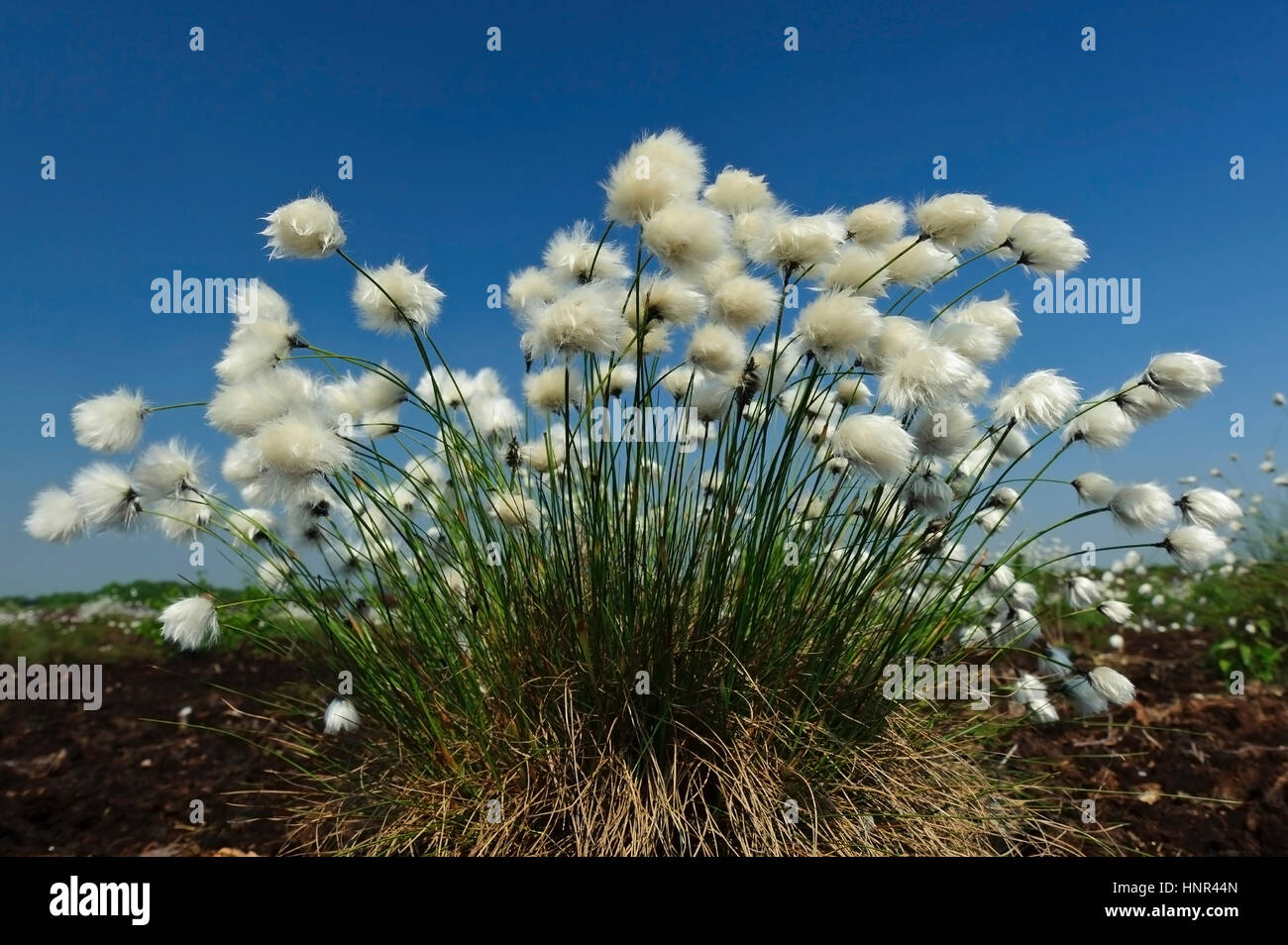 Eriophorum vaginatum L. (Hare's tail-linaigrettes linaigrette à buttes[1] cottonsedge gainé) Banque D'Images