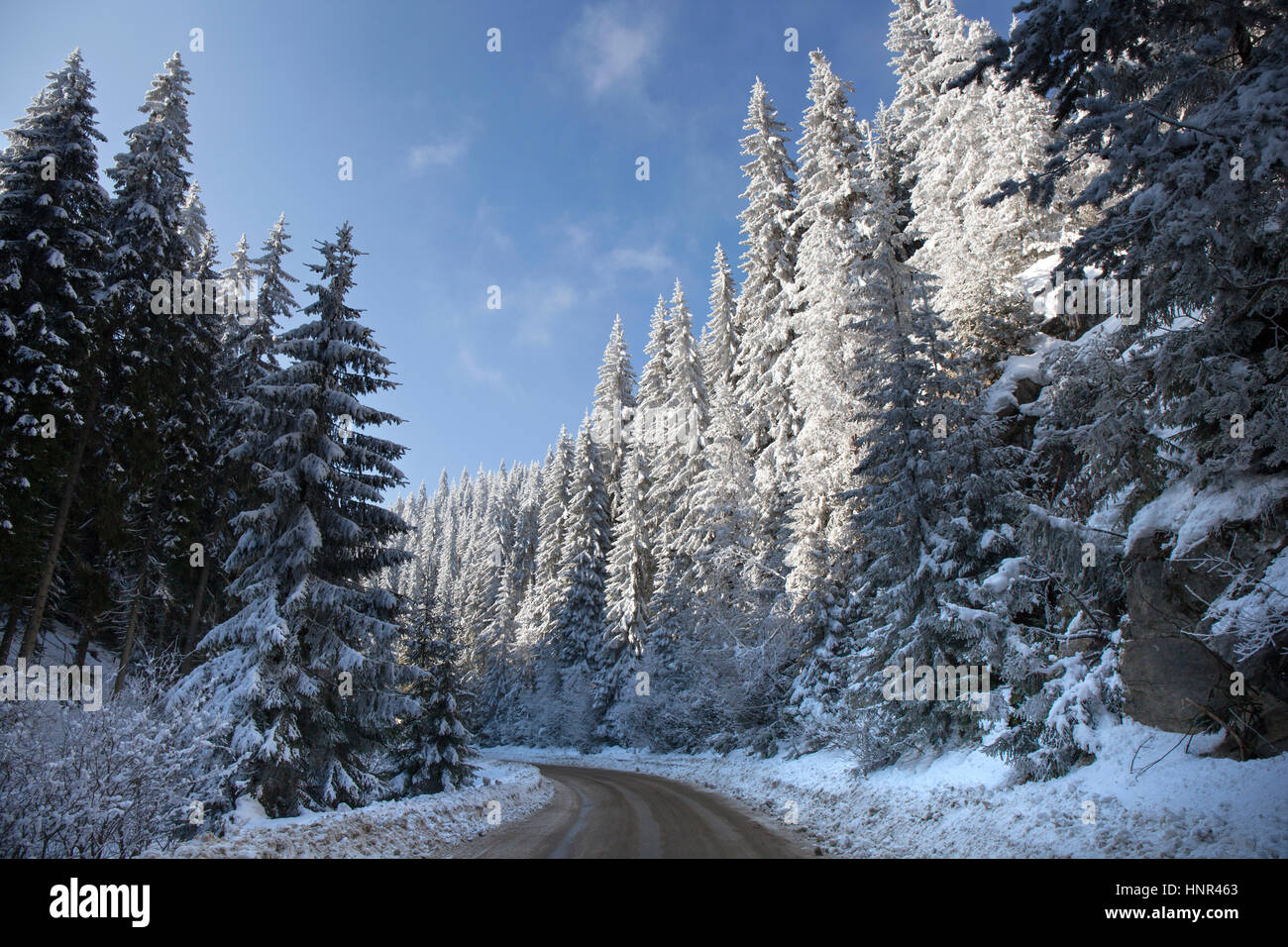 Paysage avec la neige et la route d'hiver gelé en passant par une forêt de pins. Banque D'Images