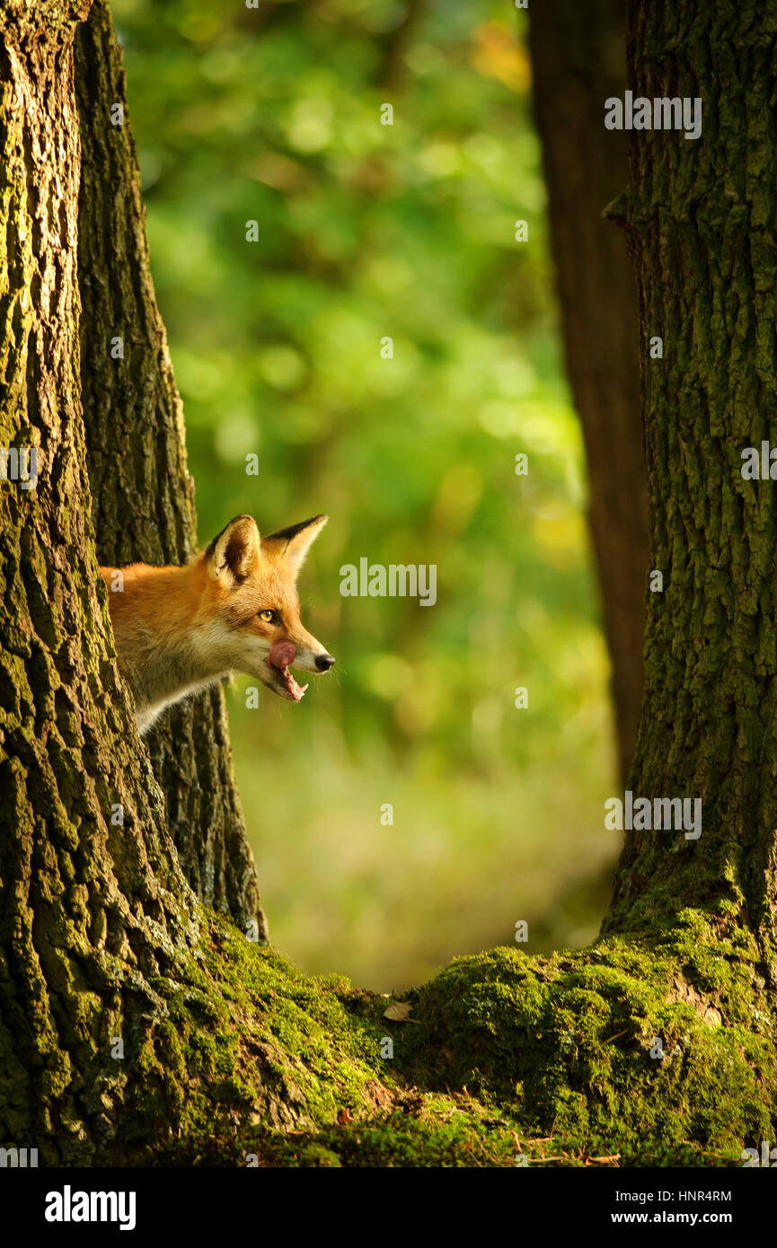 Red Fox hidden derrière un tronc d'arbre peep lécher soi dans beatuy sunny forêt en automne Banque D'Images