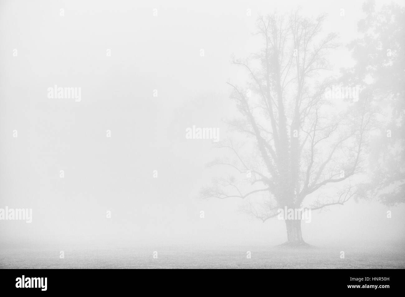 Arbre silhouette sombre dans le brouillard avec ajouté du grain de film dans le style monochromatique. Atmosphère mystérieuse dans melacholic moode bleu Banque D'Images