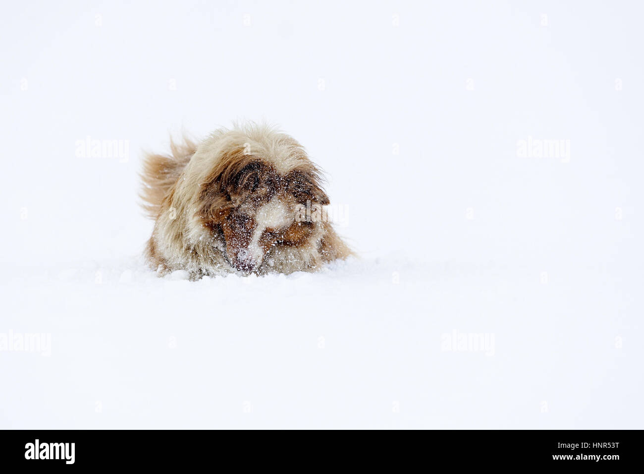 Hidding Berger Australien avant de flocons de neige en hiver sur champ neigeux Banque D'Images