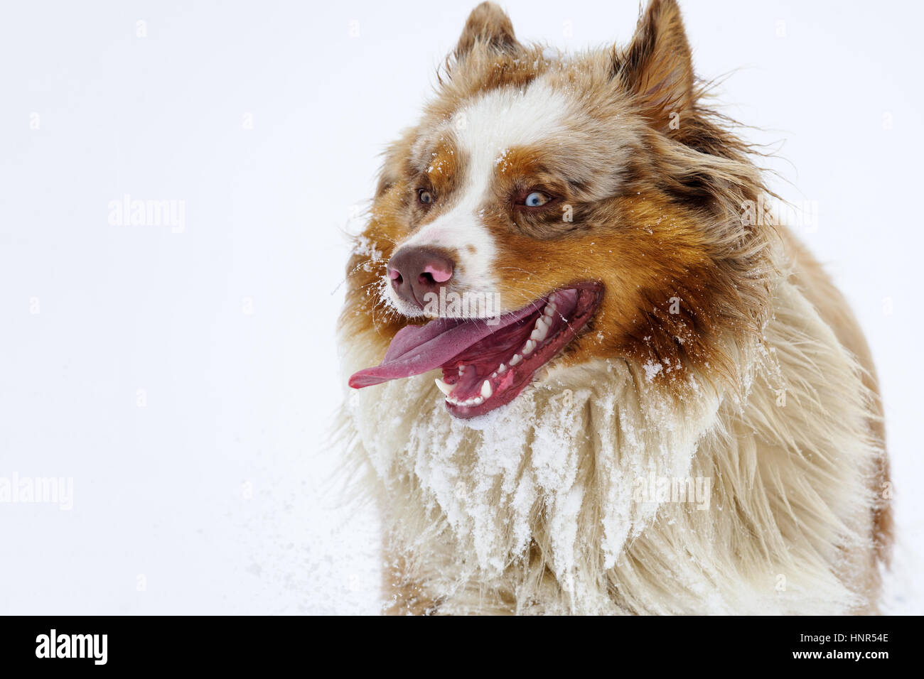 Berger Australien sort sa langue en hiver froid sur champ neigeux Banque D'Images