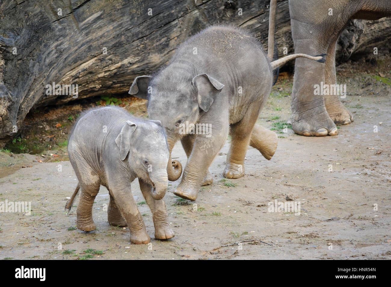 Deux mignon bébé éléphants jouant sur la boue gris Banque D'Images