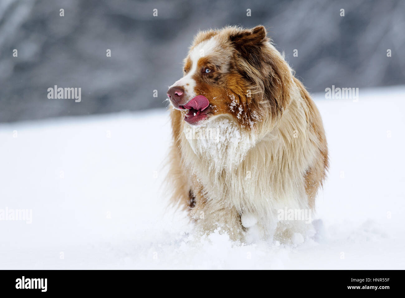 Berger Australien sort sa langue et regarder à gauche en hiver froid sur champ neigeux Banque D'Images
