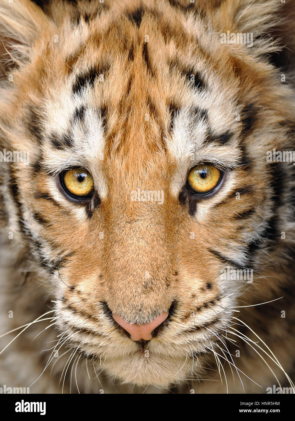 Tete De Bebe Tigre Gros Plan Photo Stock Alamy