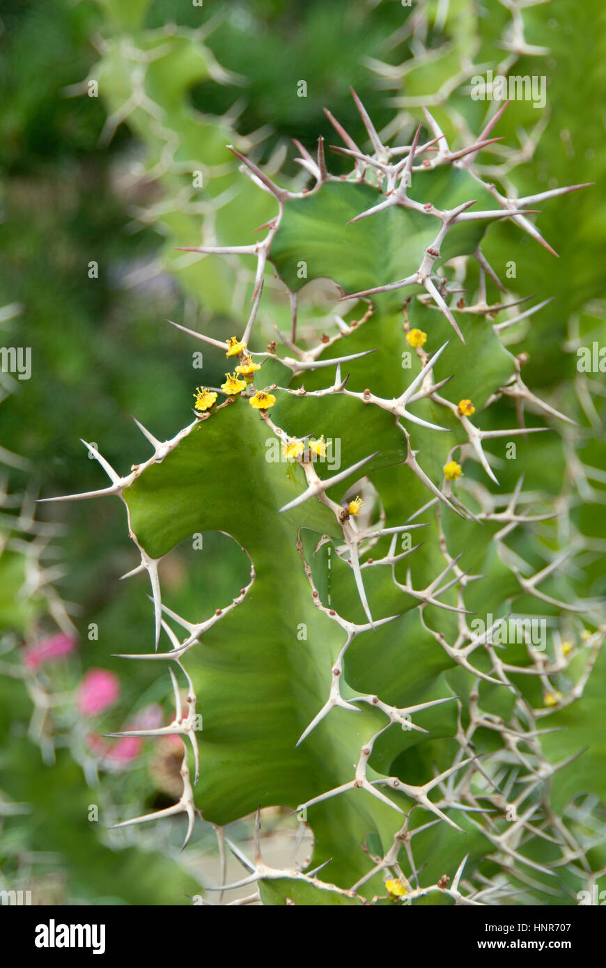 Euphorbia ammak variegata Banque D'Images