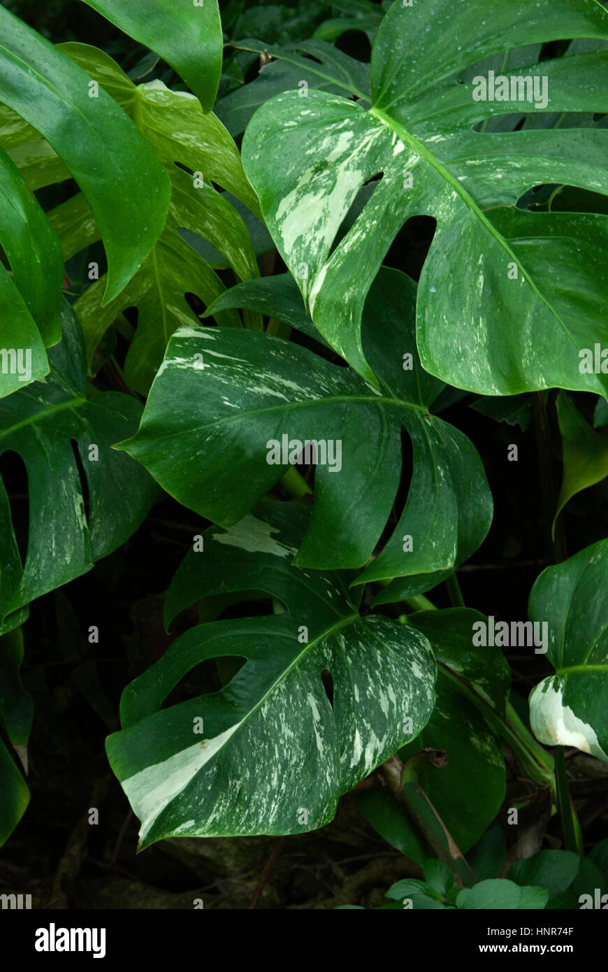 Feuille de monstera philodendron split panaché Banque D'Images