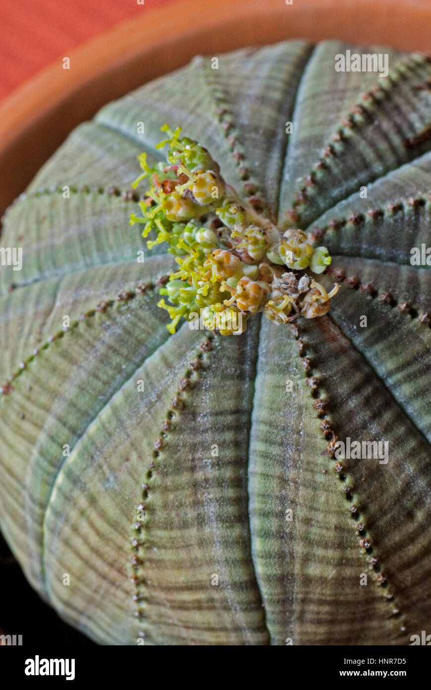 Euphorbia cavernularia, Banque D'Images