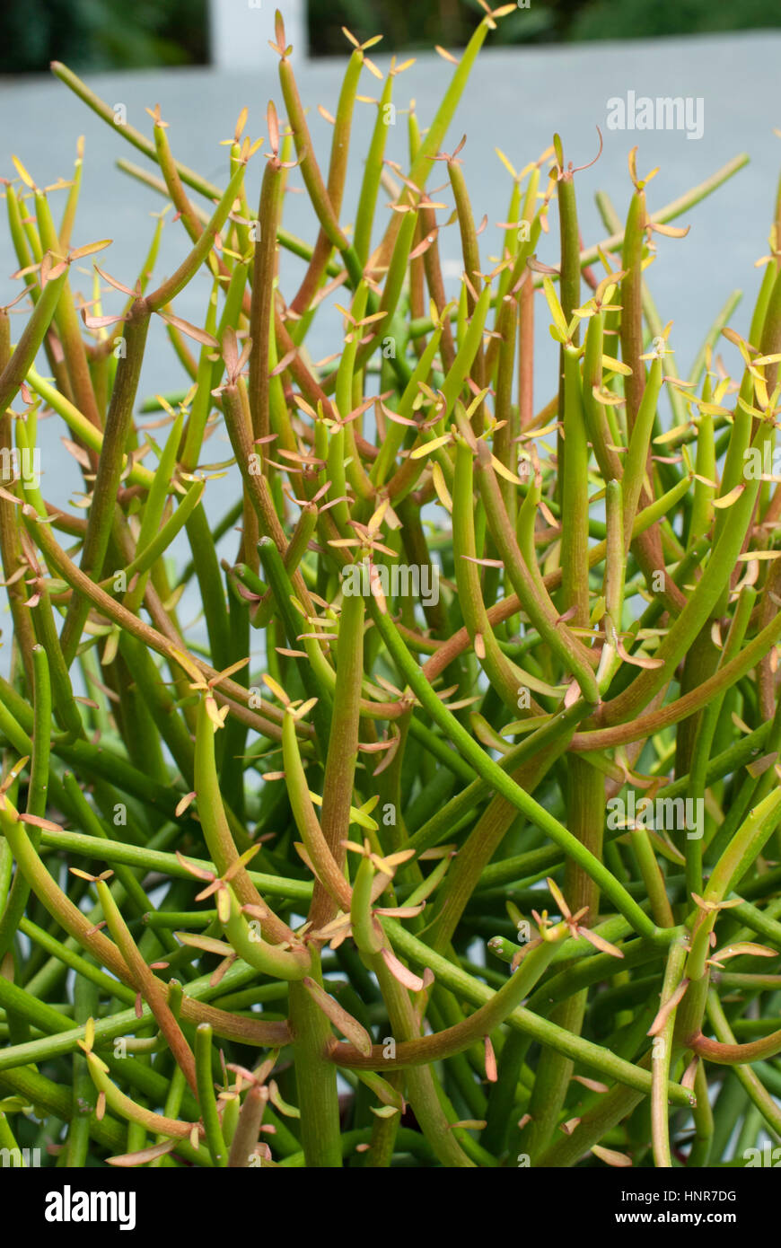 Euphorbia, triaucalli Firesticks, Banque D'Images