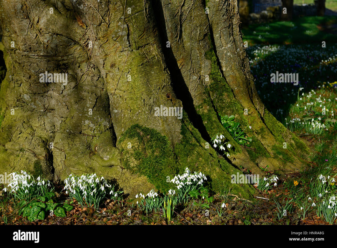 galanthus nivalis, base, hêtre, goutte d'eau, gouttes de neige, printemps, fleur, fleurs, floraison, jardin clos, RM Floral Banque D'Images