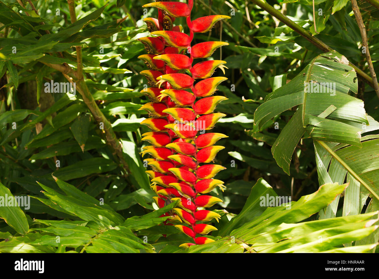 Heliconia rouge fleur en milieu naturel, au Brésil Banque D'Images