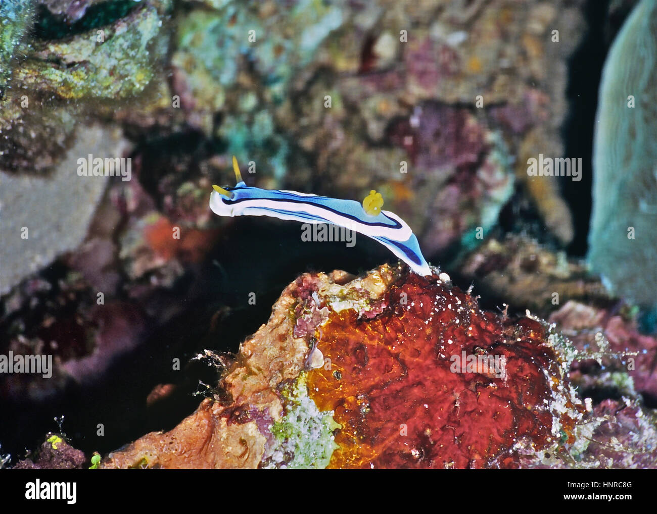 Un nudibranche (Chromodoris quadricolor pyjama) s'étend aussi loin qu'il peut pour trouver une nouvelle place. Un grand pas pour une petite mer slug ! La Mer Rouge égyptienne. Banque D'Images