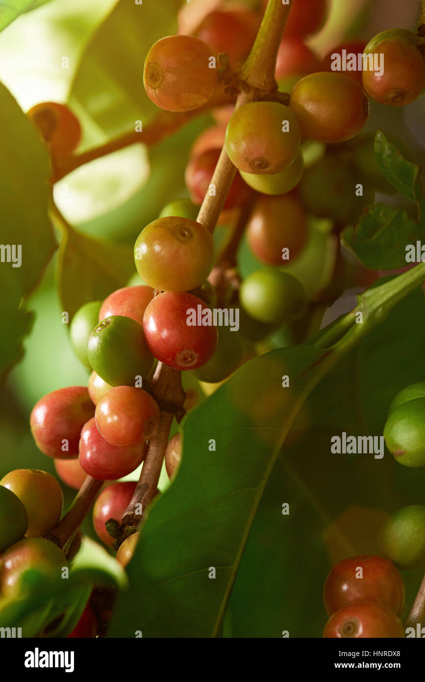 Le café vert et rouge berry sur sun light macro. Close up of coffee berry on tree branch Banque D'Images