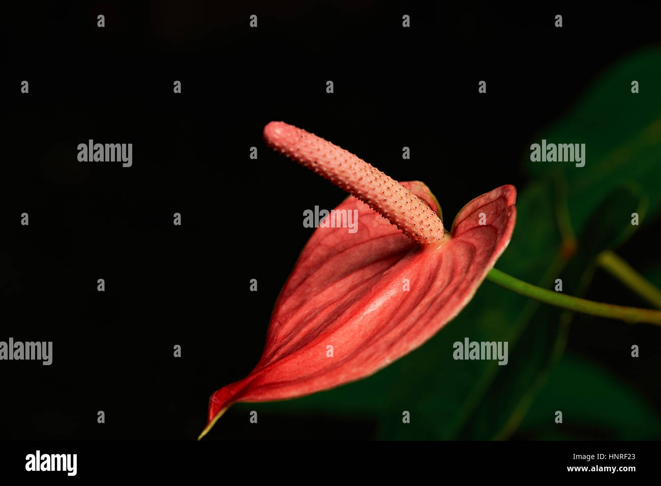 Macro de flamingo fleur sur fond noir Banque D'Images