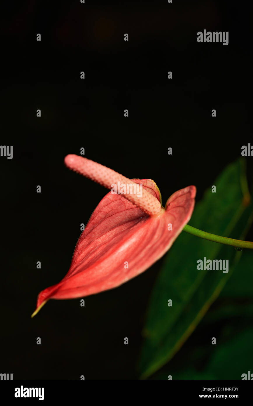 Fleur rose pétale isolé sur fond noir Banque D'Images