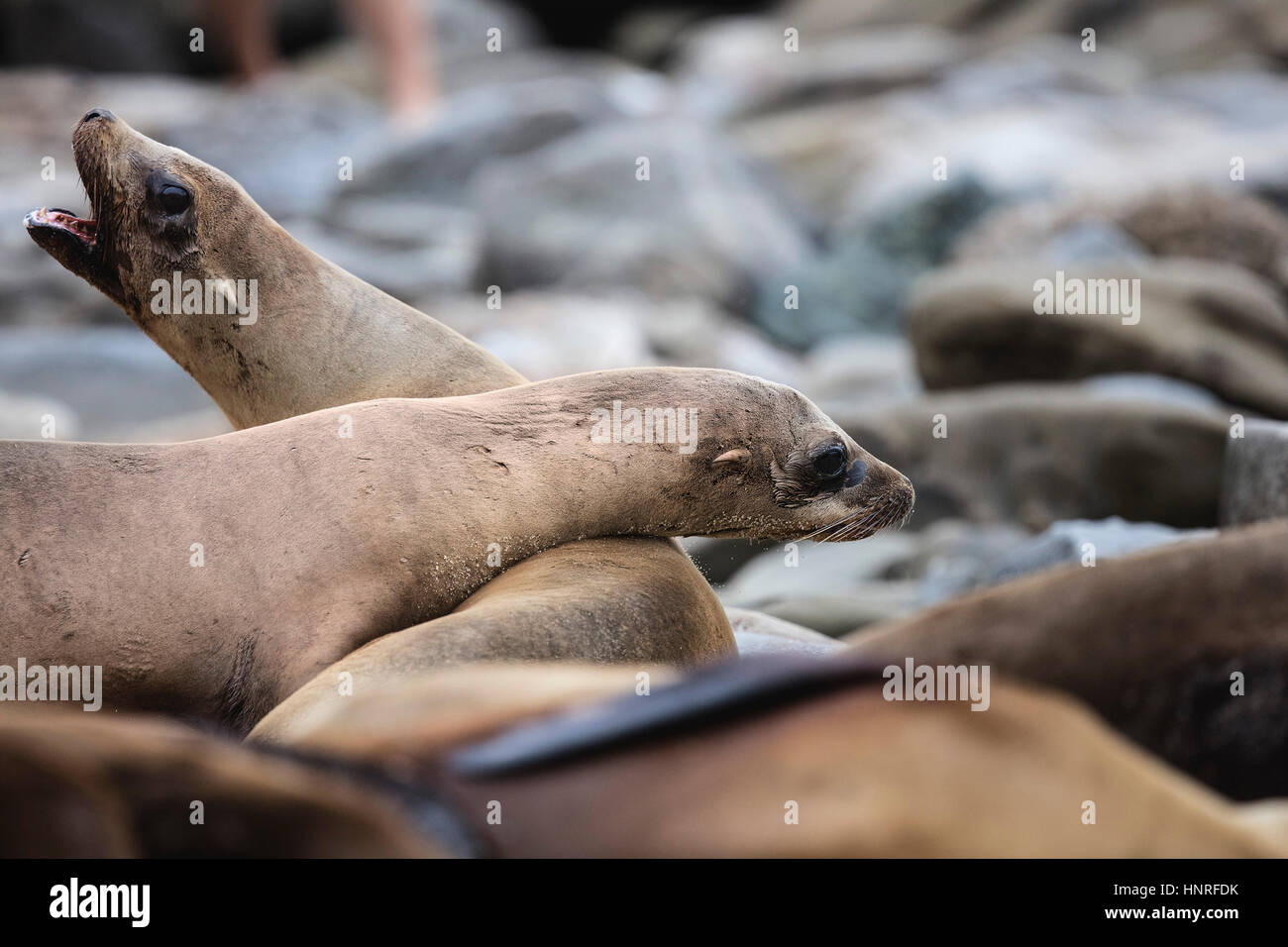 Les Lions de mer se prélassent et socializing at La Jolla Cove, en Californie, USA Banque D'Images