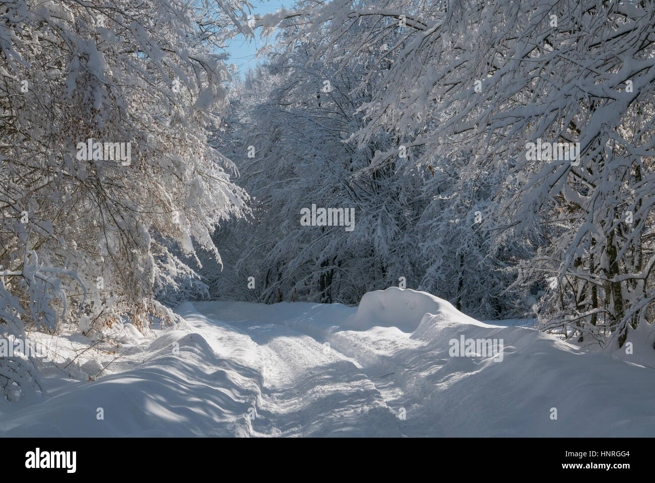 Belle neige blanche couvrant les arbres et les branches de la création d'un tunnel de neige sur un jour d'hiver ensoleillé avec ciel bleu. Banque D'Images