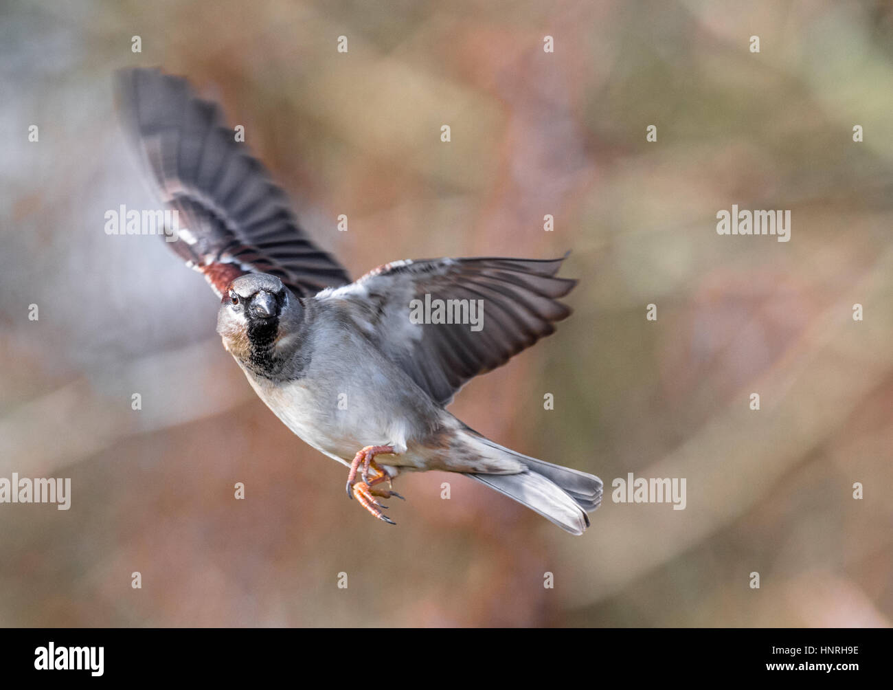 Moineau domestique mâle adulte en vol Banque D'Images