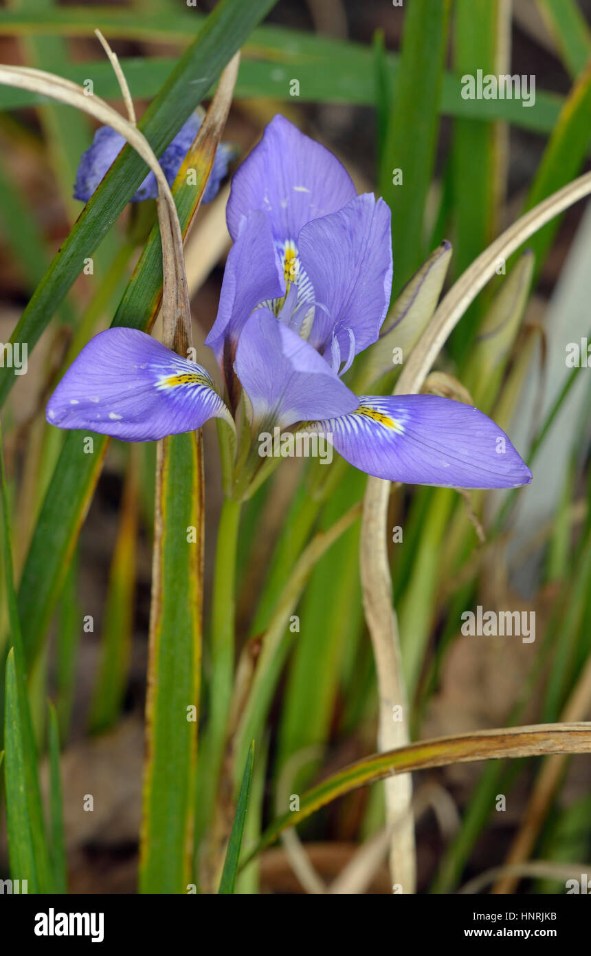 L'hiver ou Iris - Iris unguicularis algérien de l'Est de la Méditerranée Banque D'Images