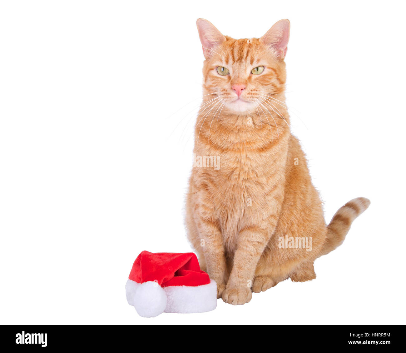 Chat Tigré Orange with santa hat assis près de Hat à l'avant sur fond blanc Banque D'Images