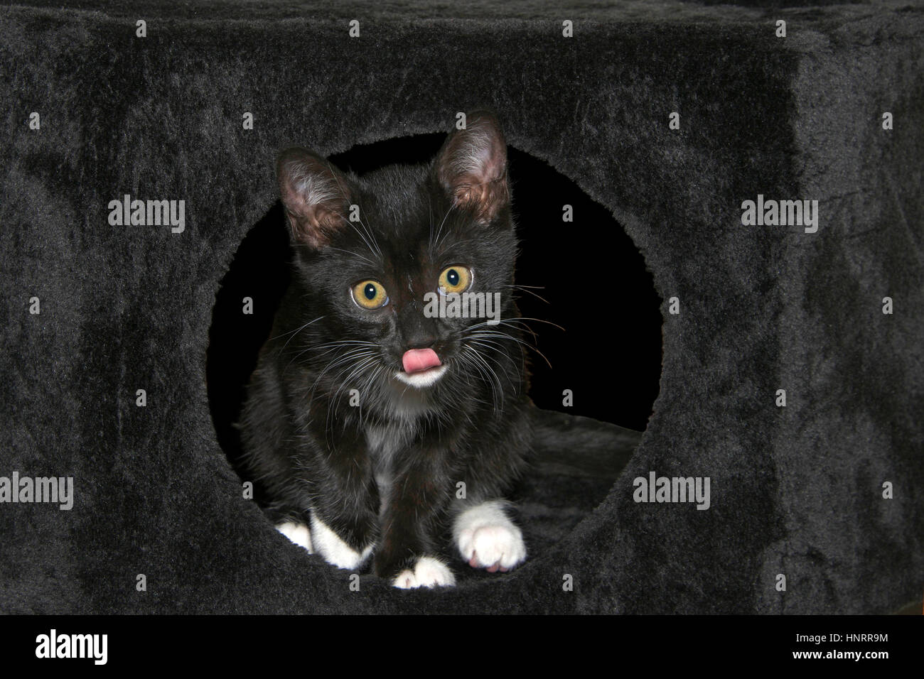 Un Chat Mignon Tuxedo Noir Et Blanc Motif Bicolore European Shorthair Debout Et Appuye Sa Patte Contre Un Arbre Dans Un Jardin Et Curieusement A La Photo Stock Alamy