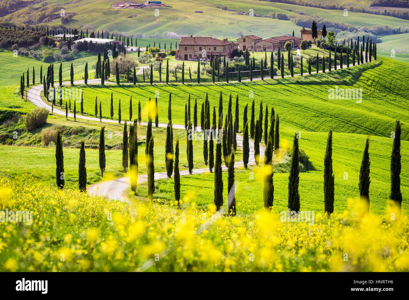 Asciano, cyprès et de collines. Crete Senesi, Toscane, Italie Banque D'Images