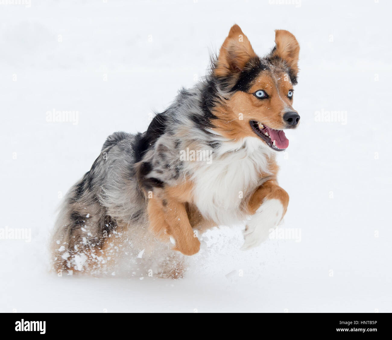 3-couleurs superbes blue eyed Australian Shepard Shepherd Aussie chien qui court, qui s'ébattent, jouant, sautant l'air dans la neige Banque D'Images