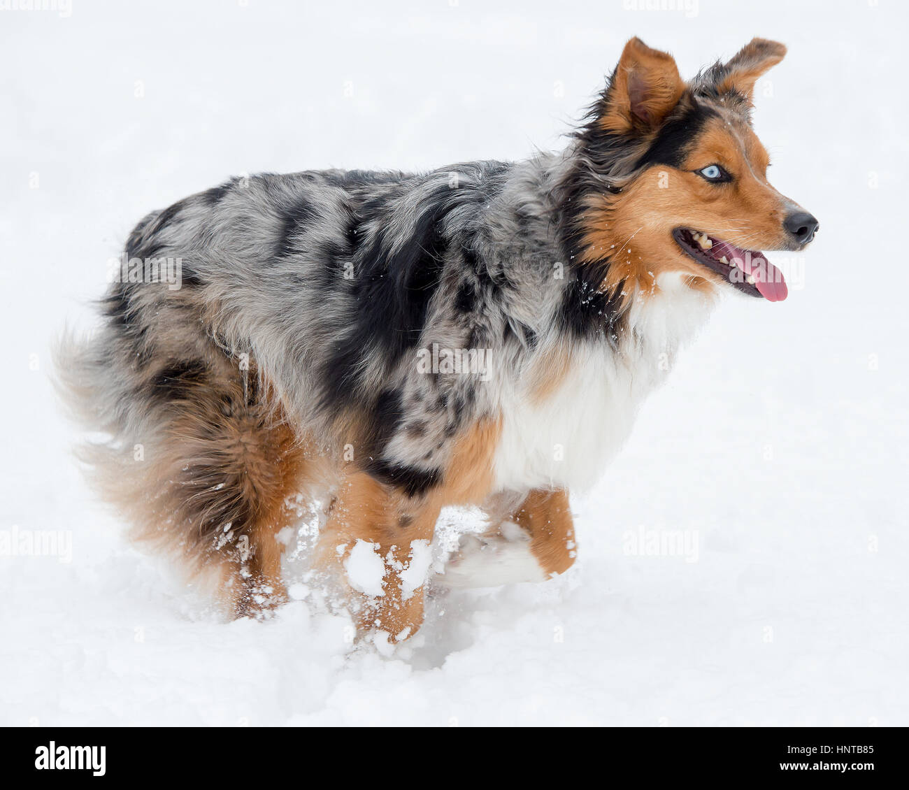 3-couleurs superbes blue eyed Australian Shepard Shepherd Aussie chien qui court, qui s'ébattent, jouant, sautant l'air dans la neige Banque D'Images