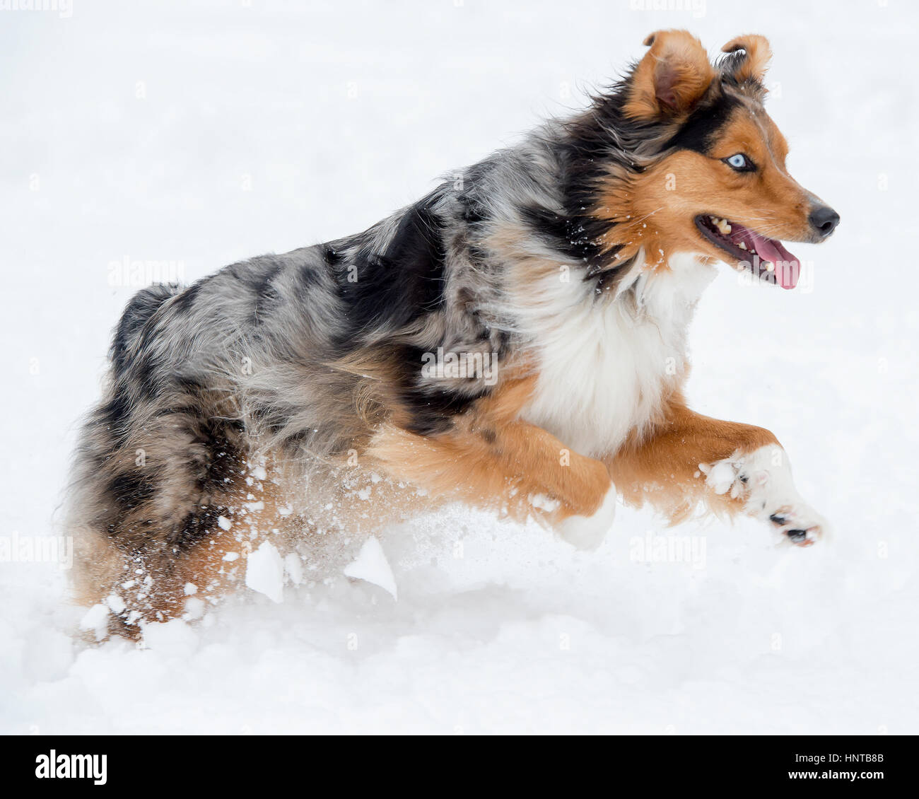 3-couleurs superbes blue eyed Australian Shepard Shepherd Aussie chien qui court, qui s'ébattent, jouant, sautant l'air dans la neige Banque D'Images
