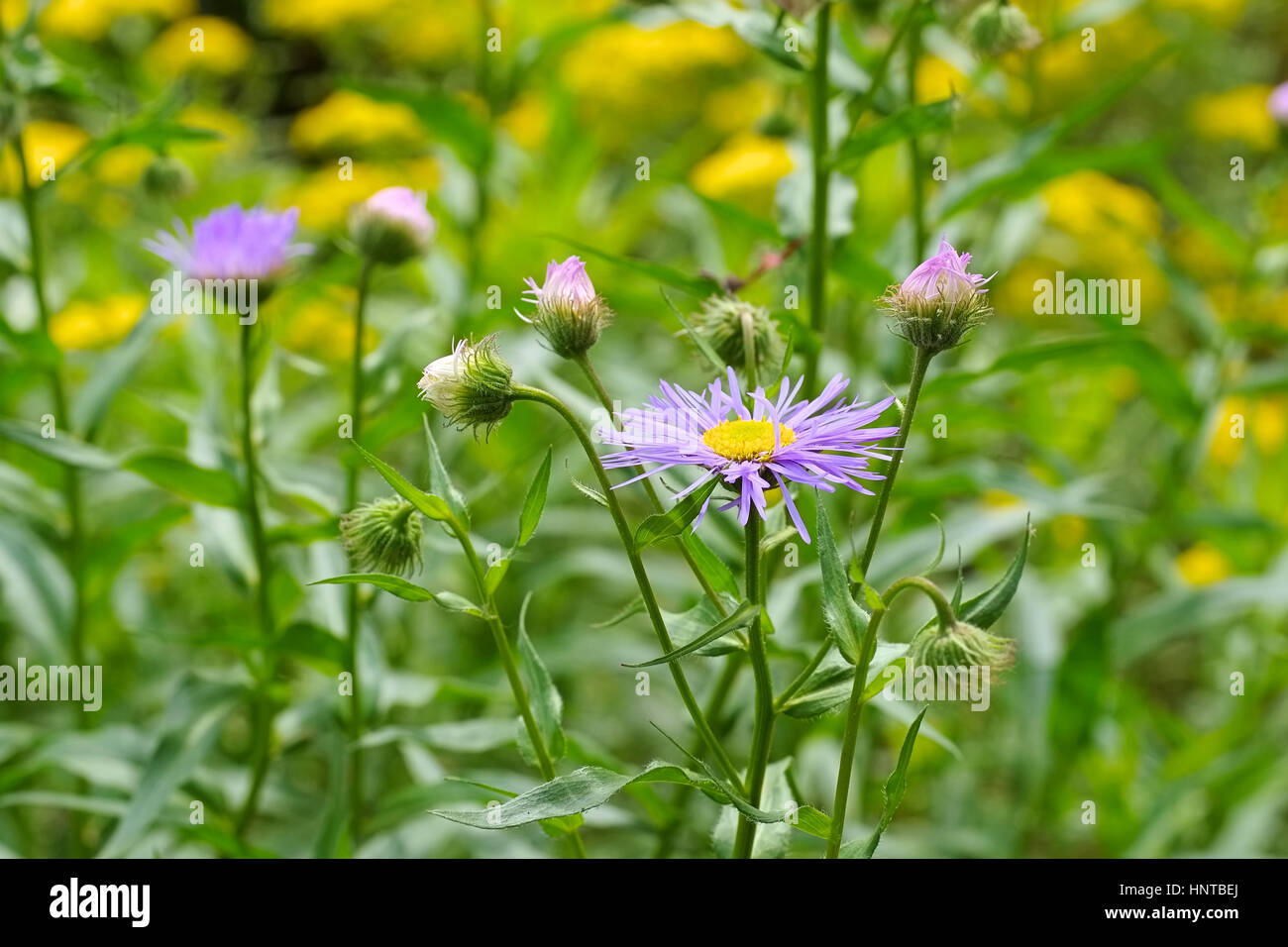 L'Erigeron pulchellus, ein Berufkraut - Erigeron pulchellus, variété de fleurs sauvages de la famille des marguerites Banque D'Images