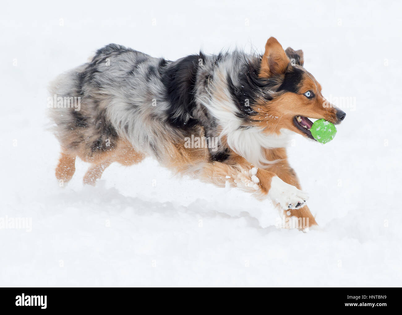 3-couleurs superbes blue eyed Australian Shepard Shepherd Aussie chien sautant en l'air de sauter en marche dans la neige venant vers la caméra avec toy Banque D'Images