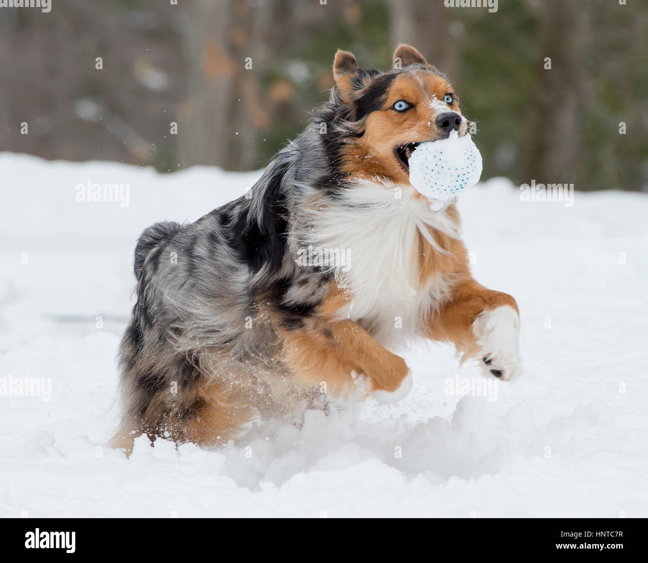 3-couleurs superbes blue eyed Australian Shepard Shepherd Aussie chien sautant en l'air de sauter en marche dans la neige venant vers la caméra avec toy Banque D'Images