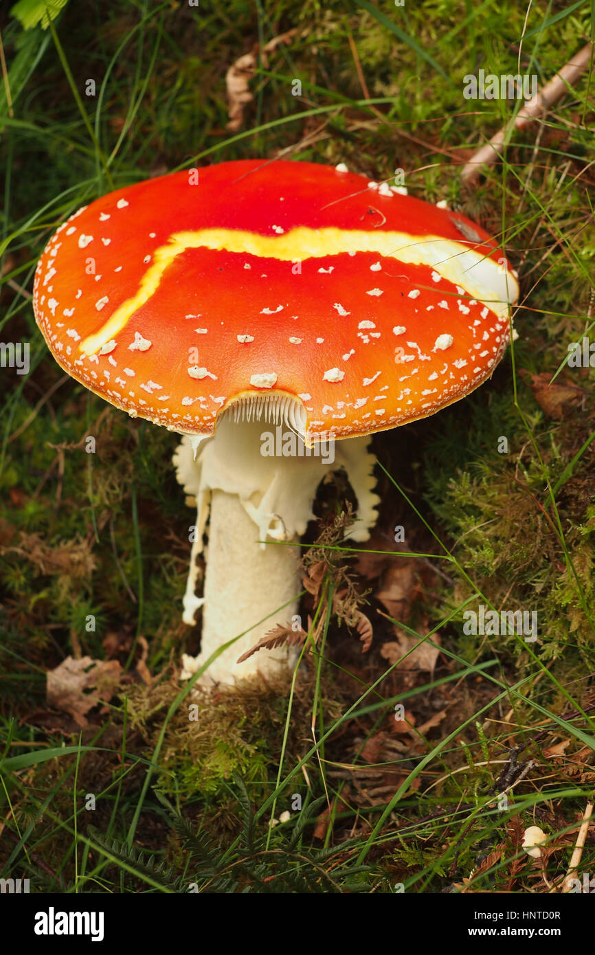 Champignons agaric Fly Banque D'Images