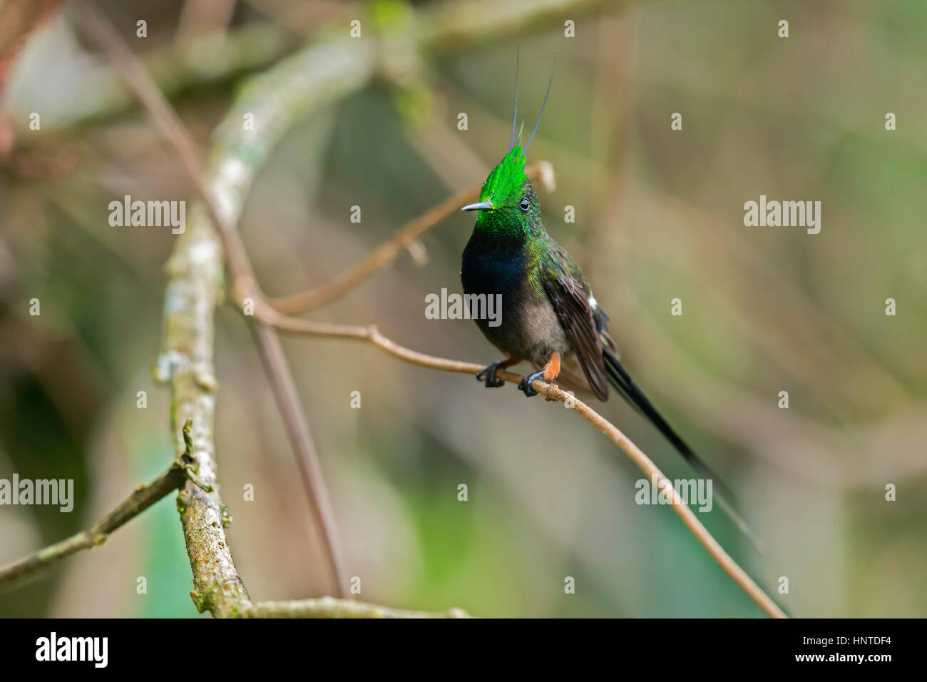 Wire-crested Thorntail (Discosura popelairii), Wildsumaco, Equateur Banque D'Images