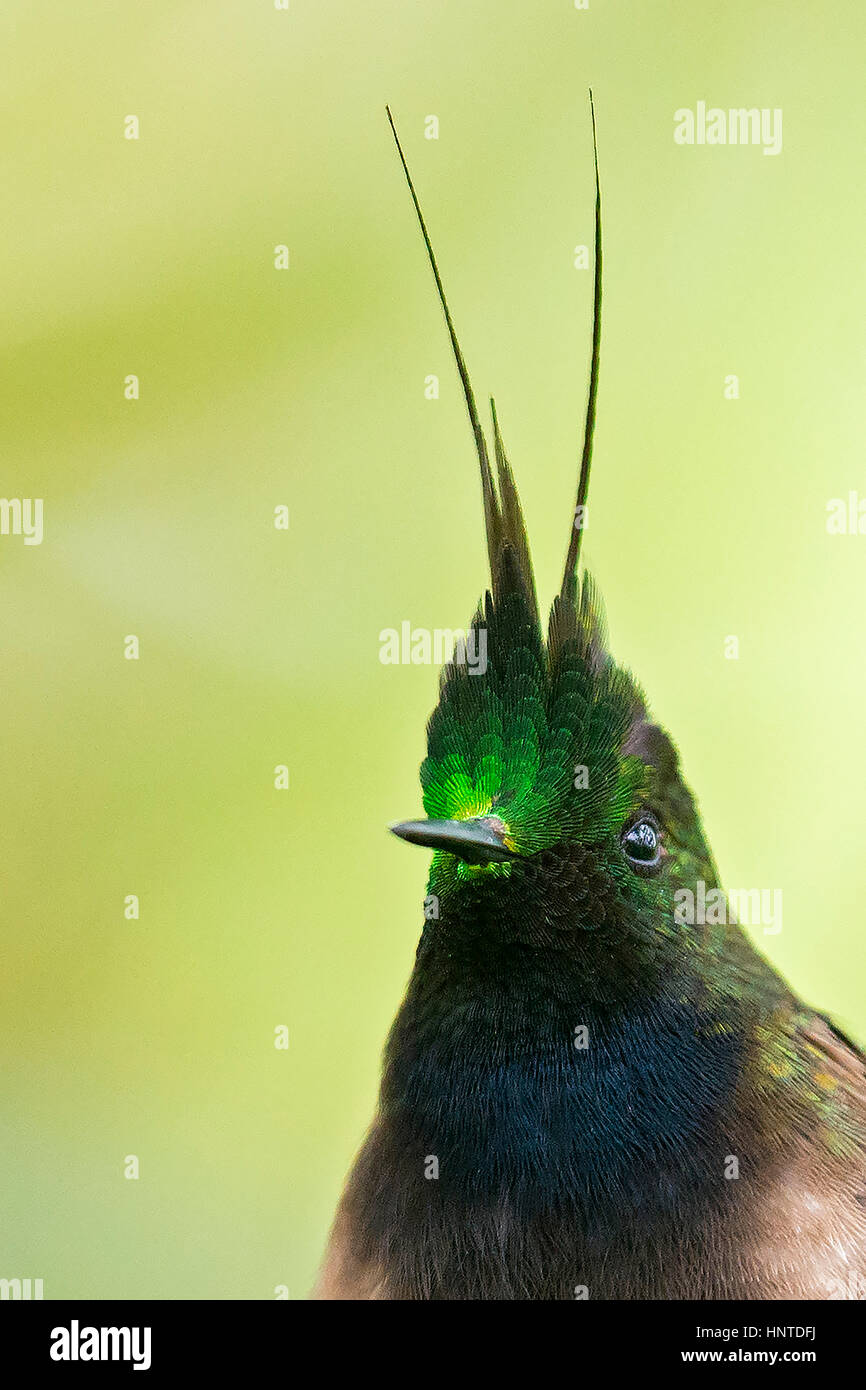 Wire-crested Thorntail (Discosura popelairii), Wildsumaco, Equateur Banque D'Images