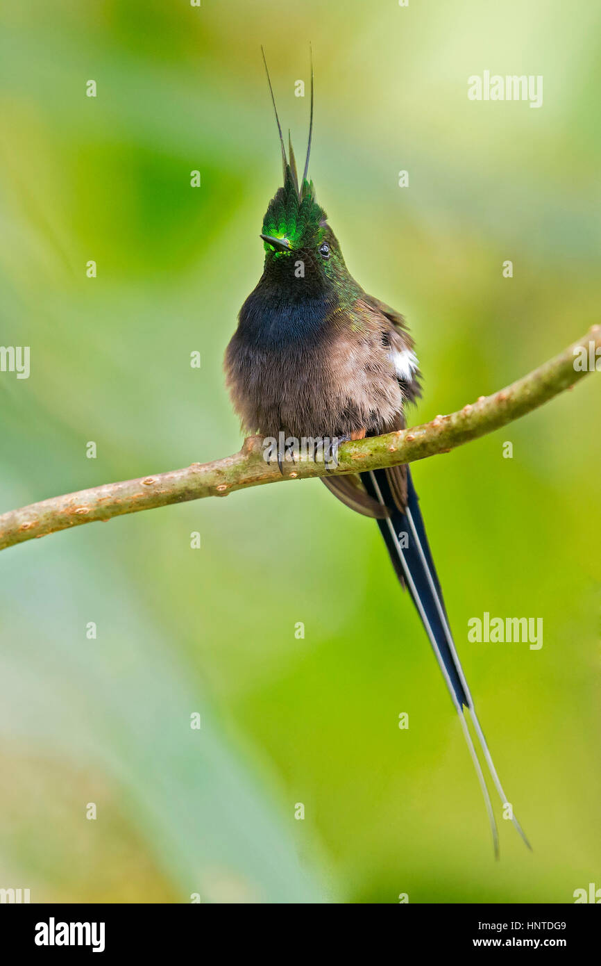 Wire-crested Thorntail (Discosura popelairii), Wildsumaco, Equateur Banque D'Images