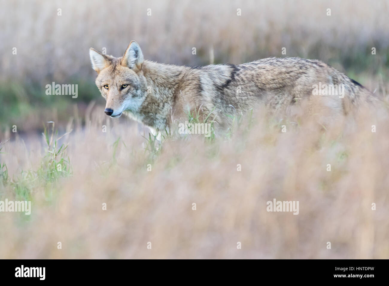 Le coyote chasse dans les hautes herbes le regard vers la caméra Banque D'Images