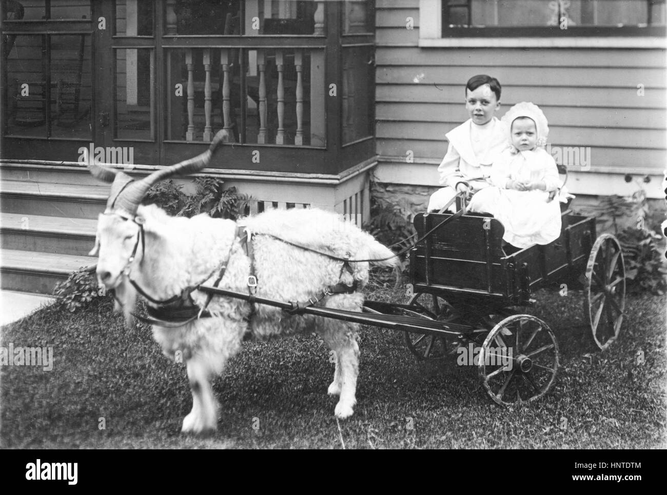 Chèvre corné et chariot avec garçon et bébé, dans la cour avant de la famille. 1910. Pour voir mes autres images vintage, recherchez: Prestor vintage enfants [ou véhicule] Banque D'Images